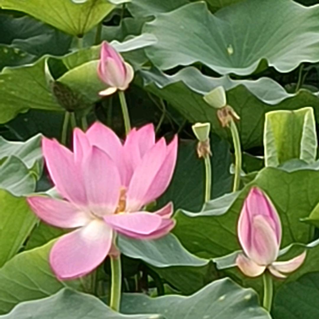 开心😁《小老头》