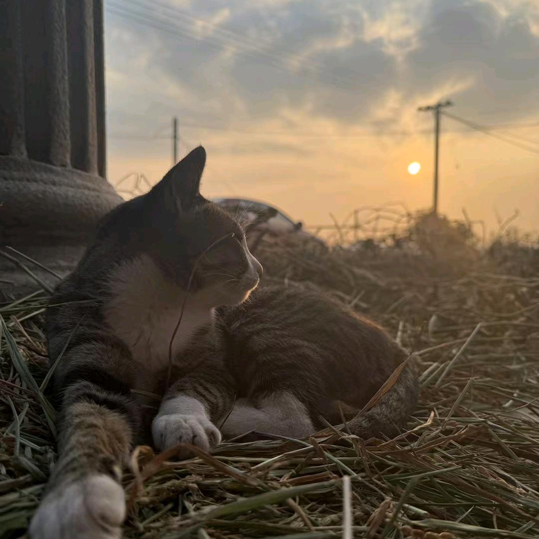 🌙小八🌙
