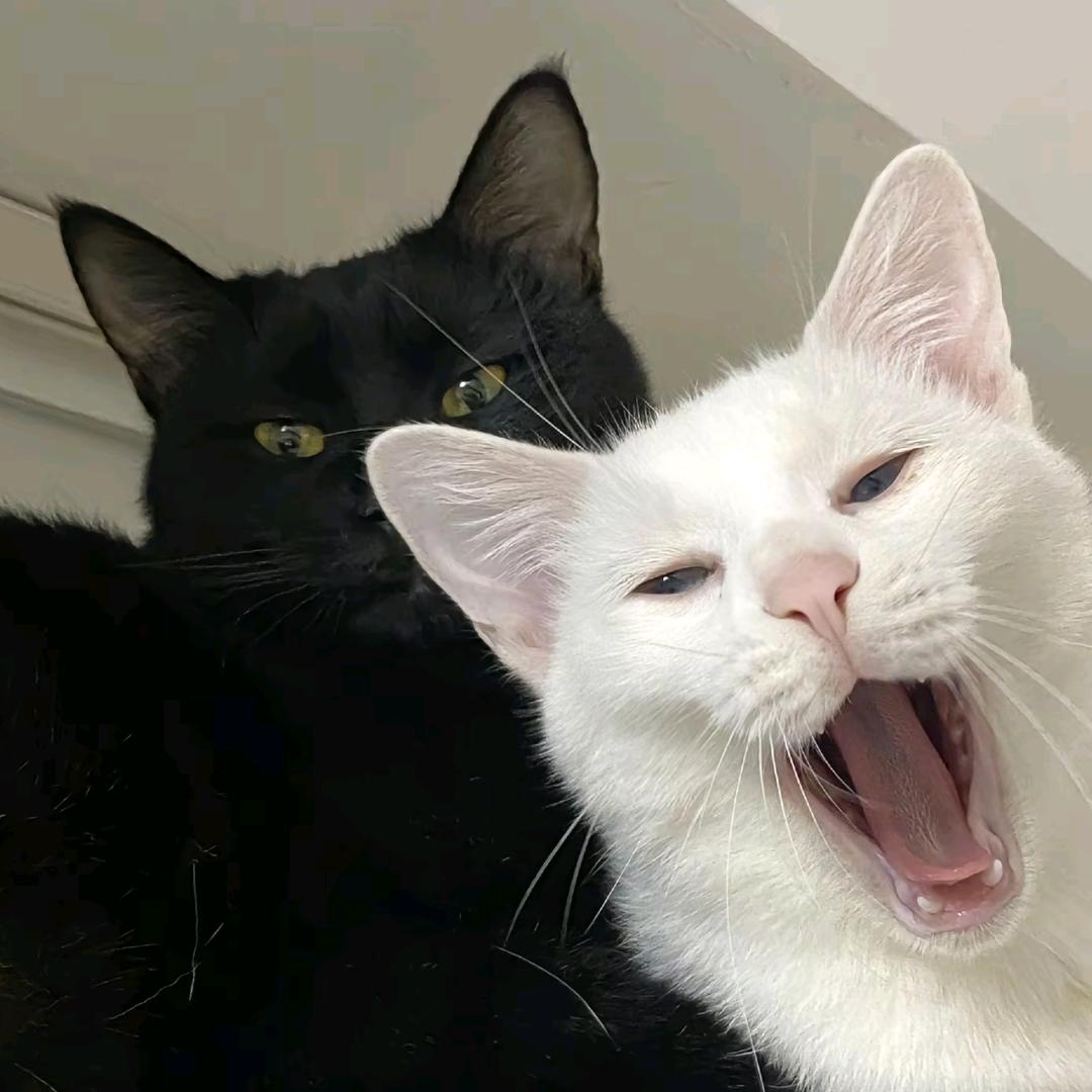 如初^