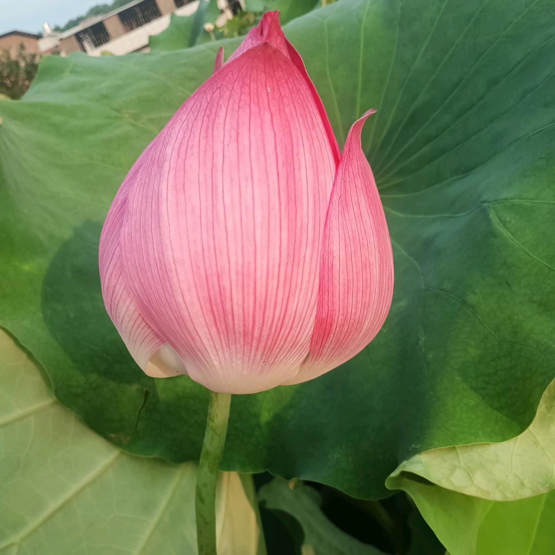 风雨人生路，你真我就真！🦋ꦿ໊余生᭄?