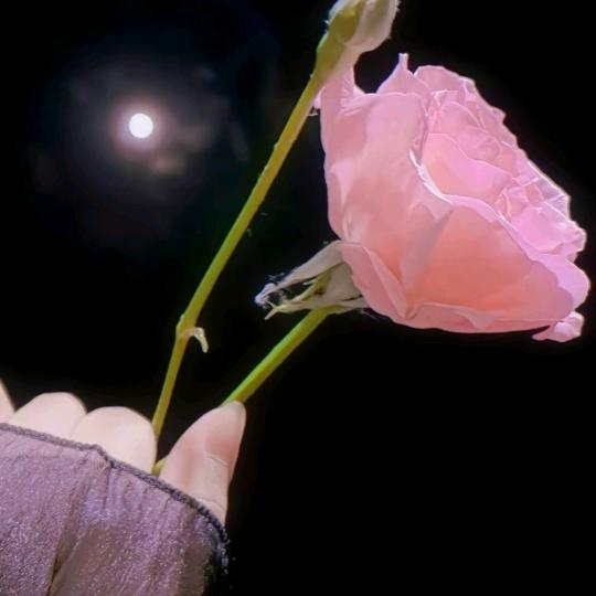 @ღ᭄小骆💔꧔ꦿ᭄ 🥀 ໑