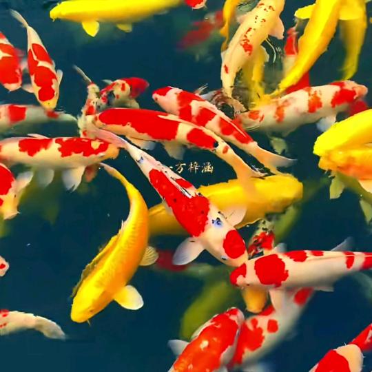 捌個壹，壹個零