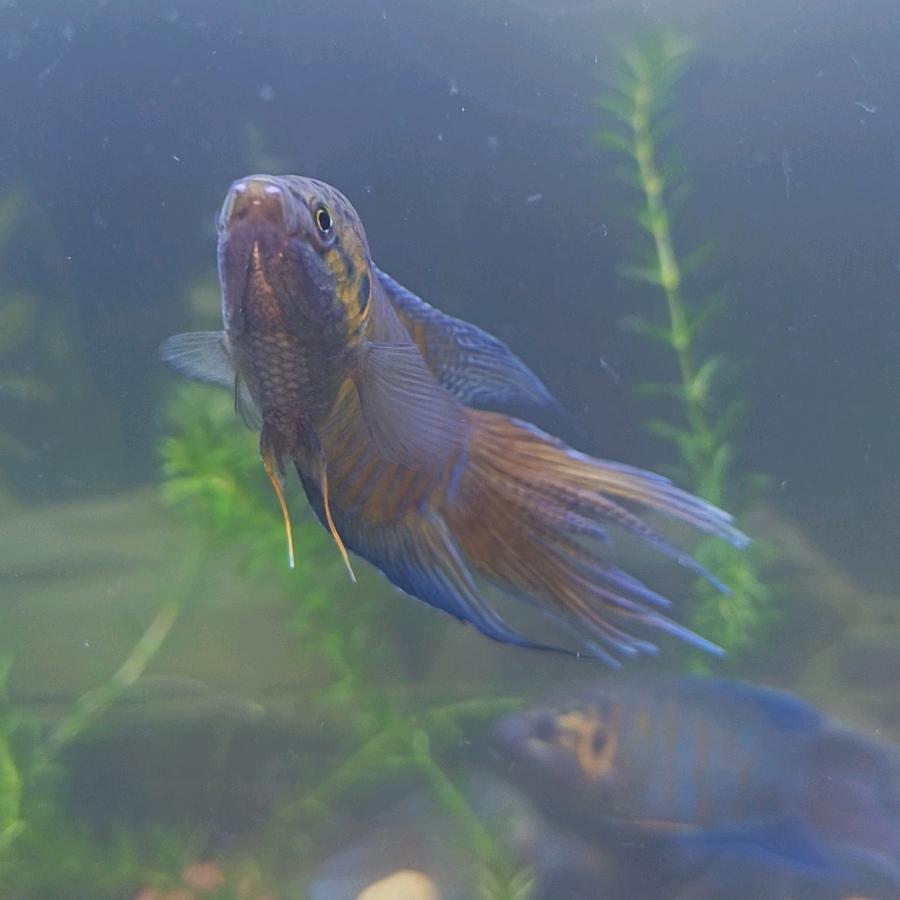 小生水族馆