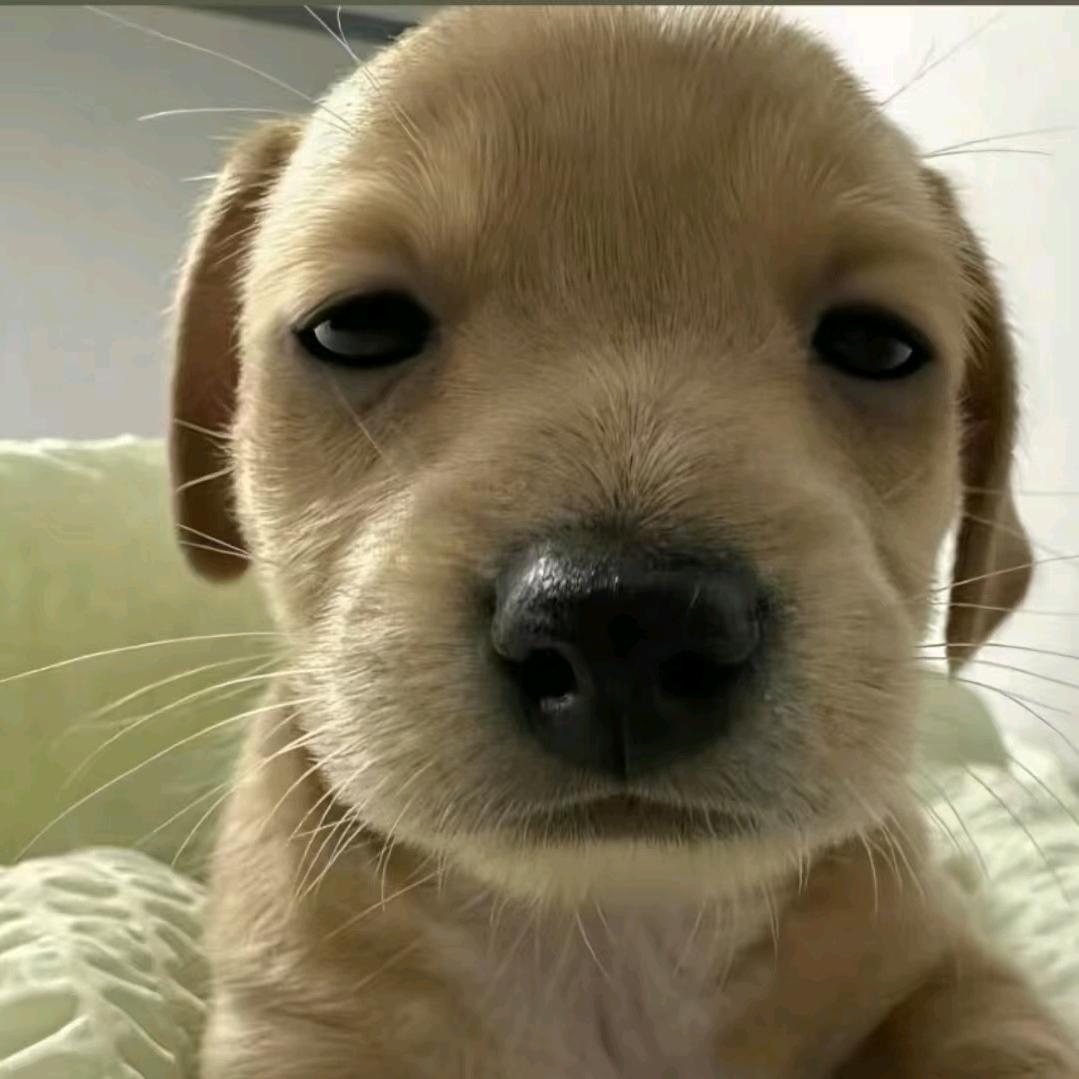 扣尼吉哇