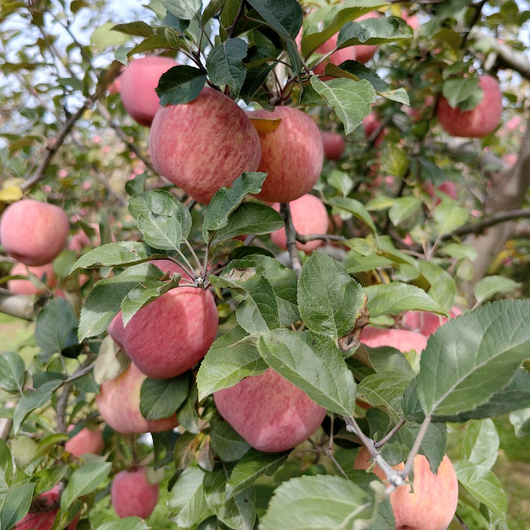 山里鲜农家果园