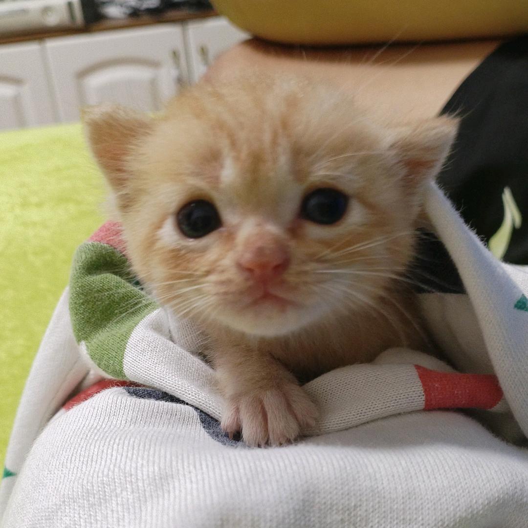 我的名字叫琥珀