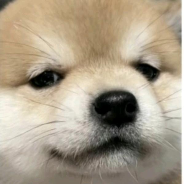 泥粑粑