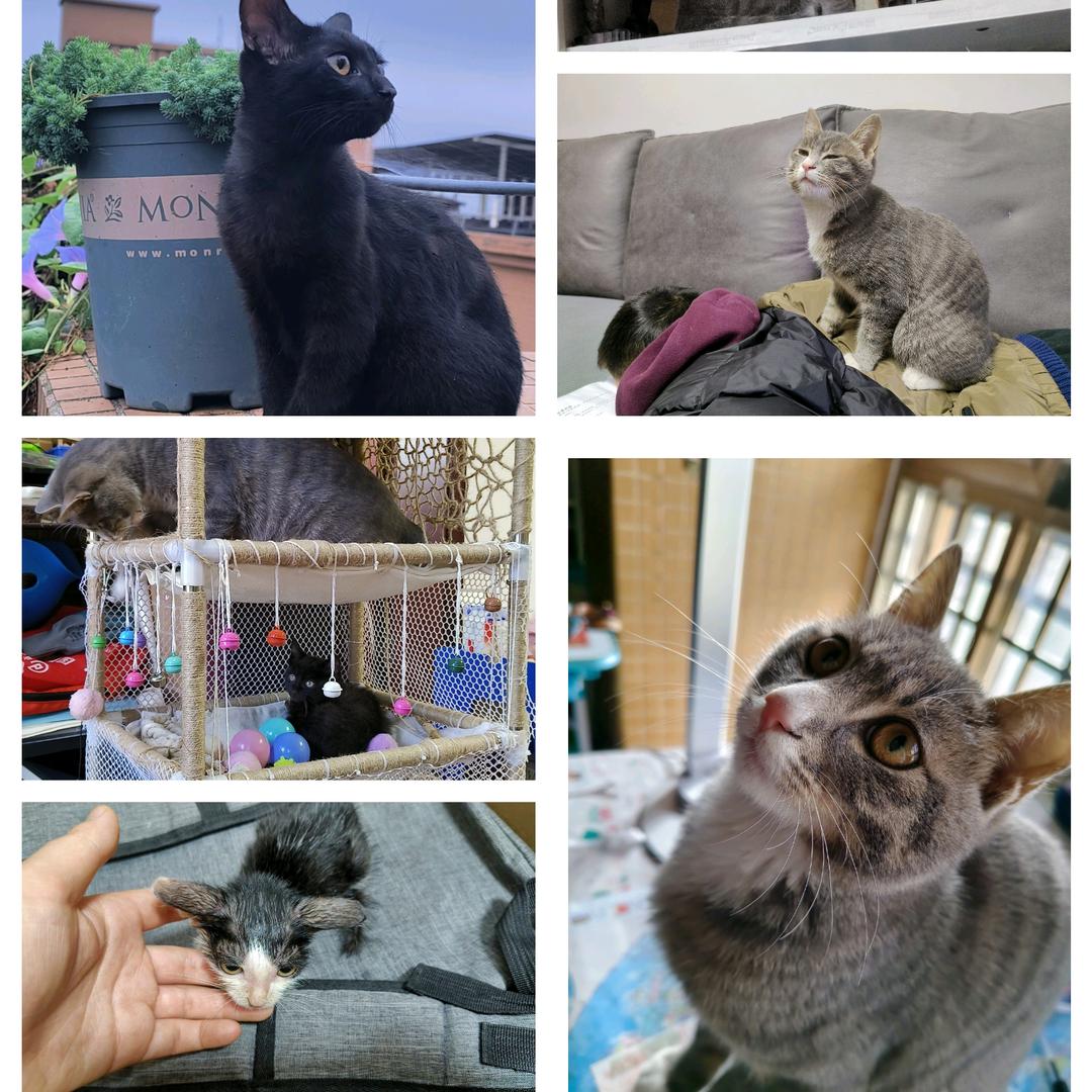 愿你好，我的猫！