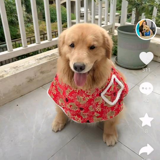 明哥