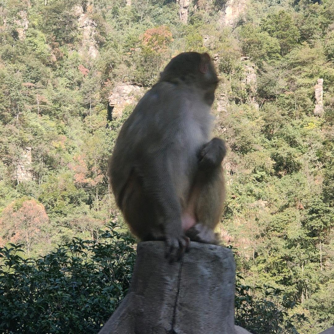 部落