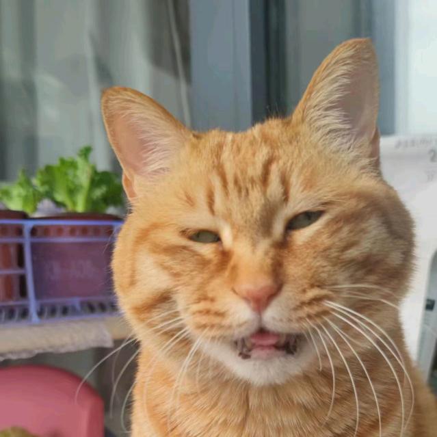 老猫胡侃