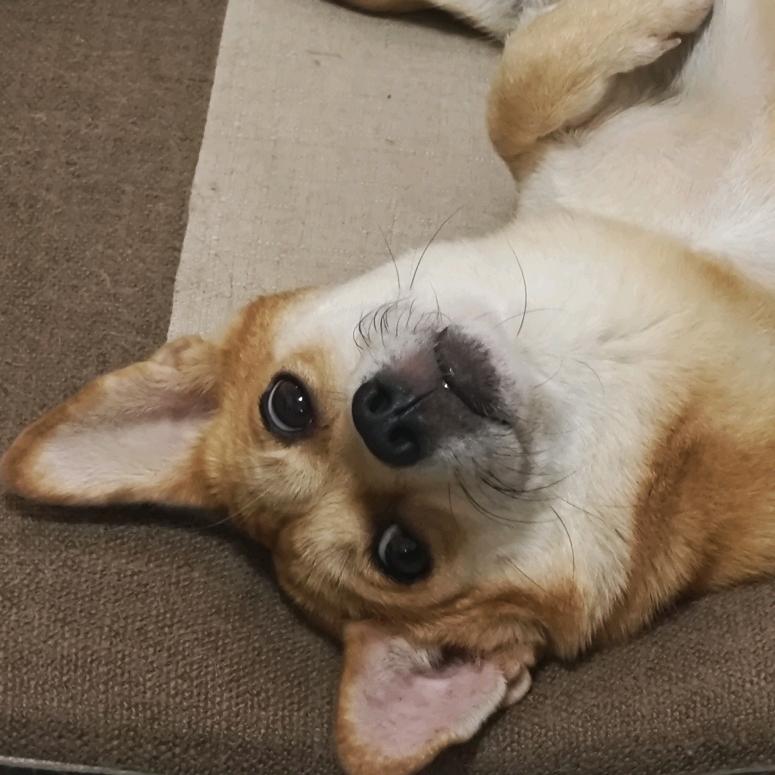 大威天龙菠萝蜜