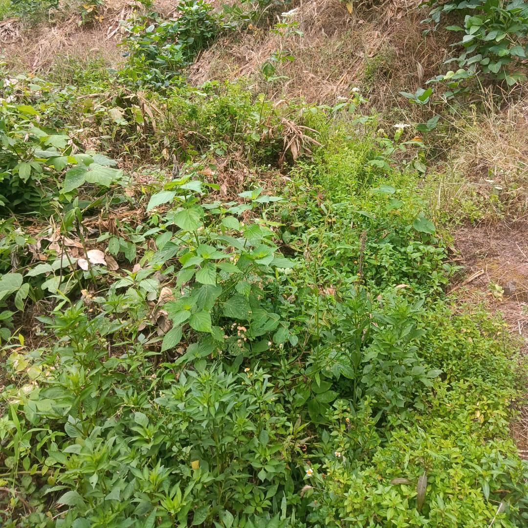 @豪天下车主hP小号