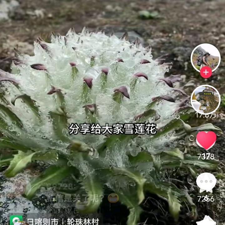 LiuDaiHong