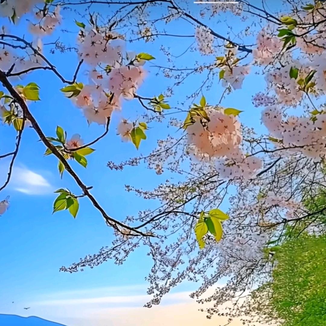 小清