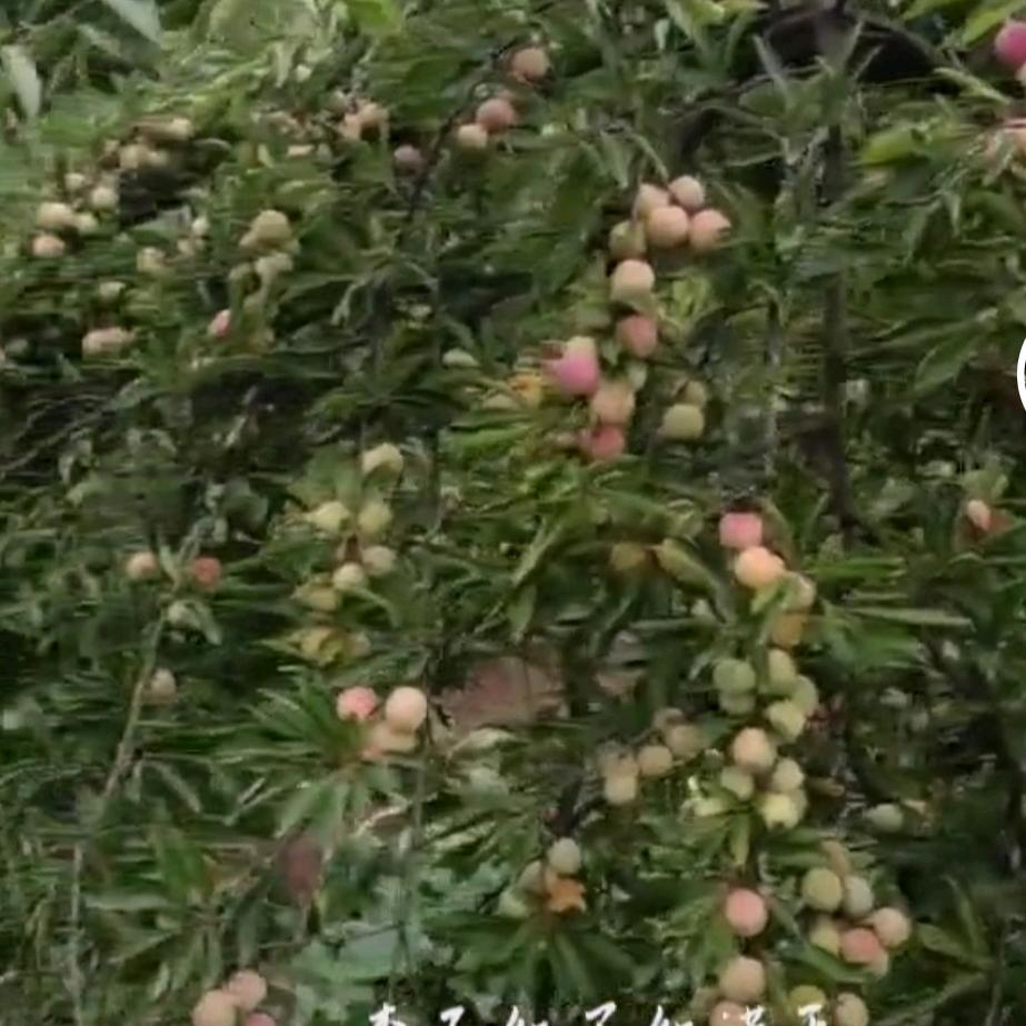 🐉🐉人生得意♥徐♥尽欢🐉🐉