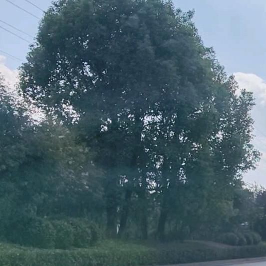 赛