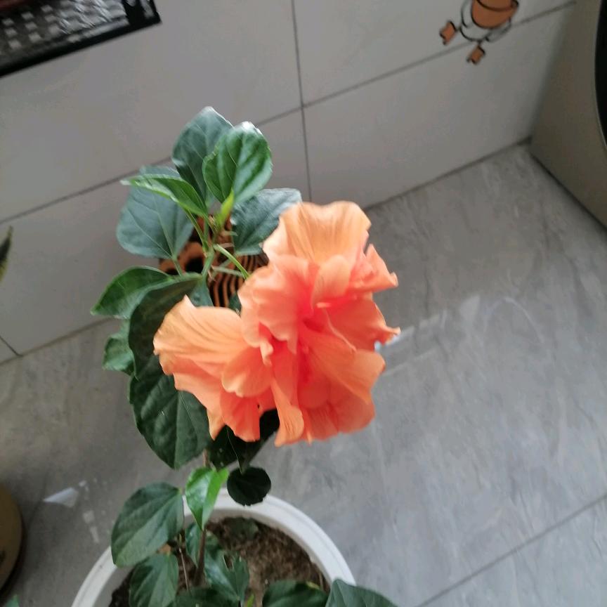 阳春三月
