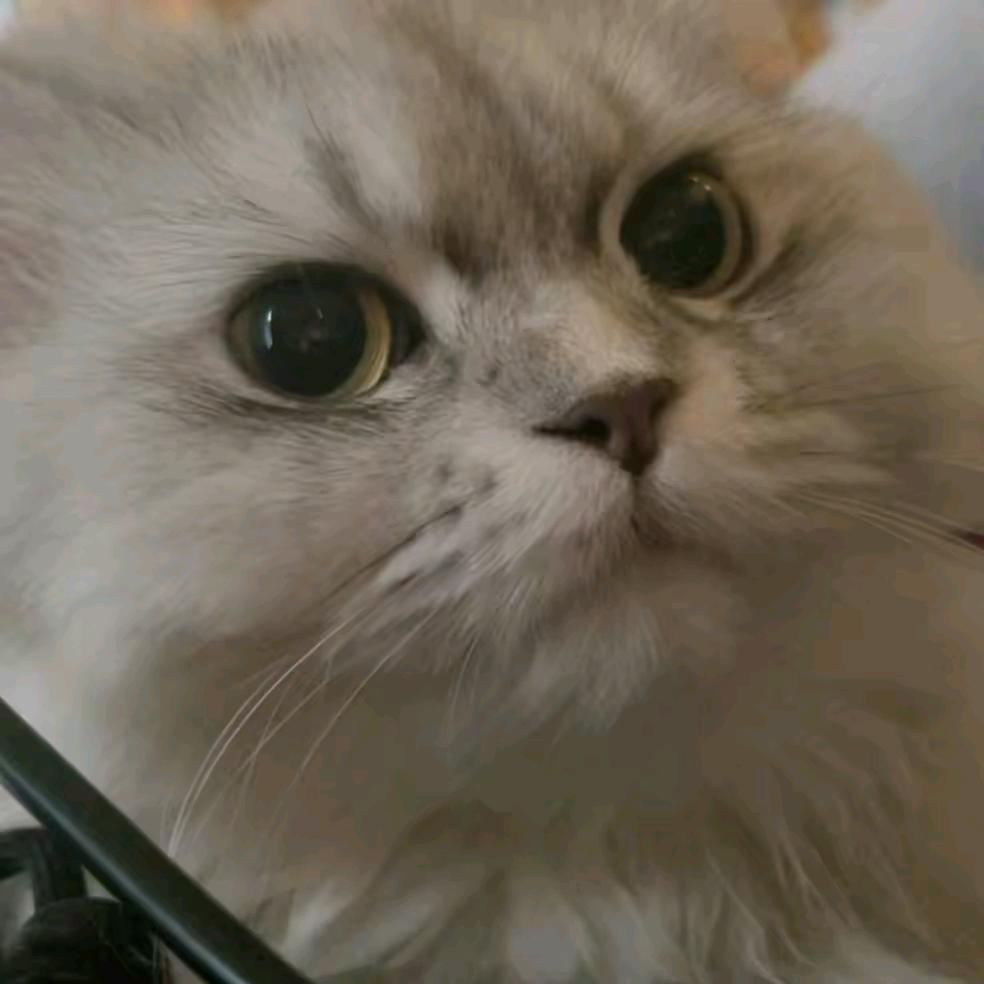 月光陨落