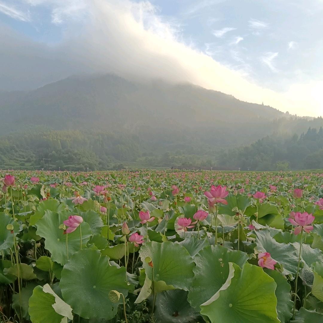 雪山飞鹰