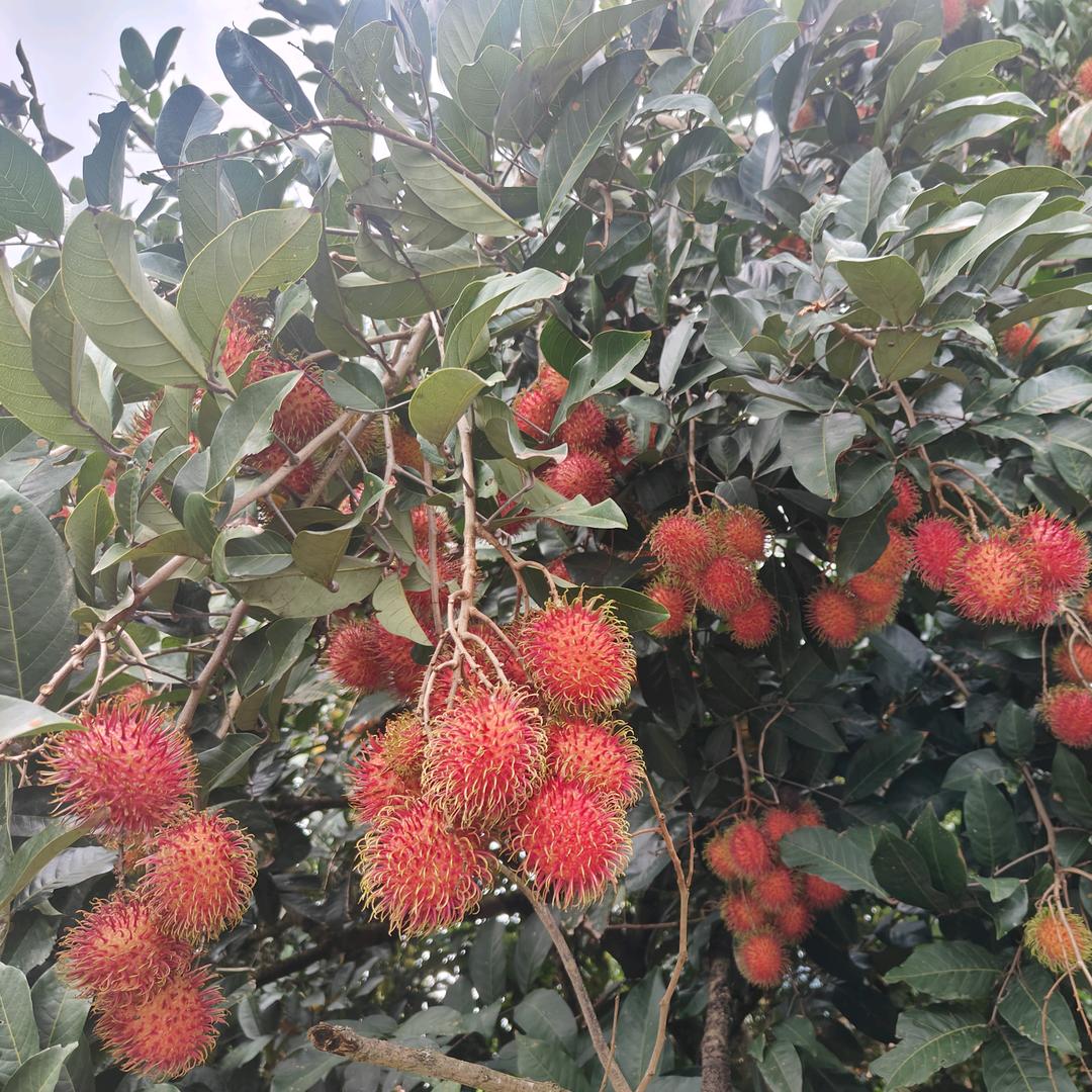 热带果友☞小柒