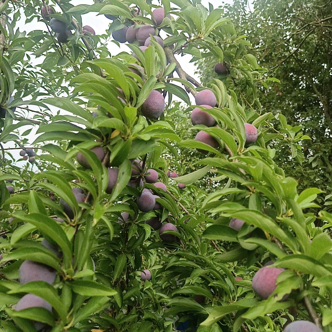 睿雅