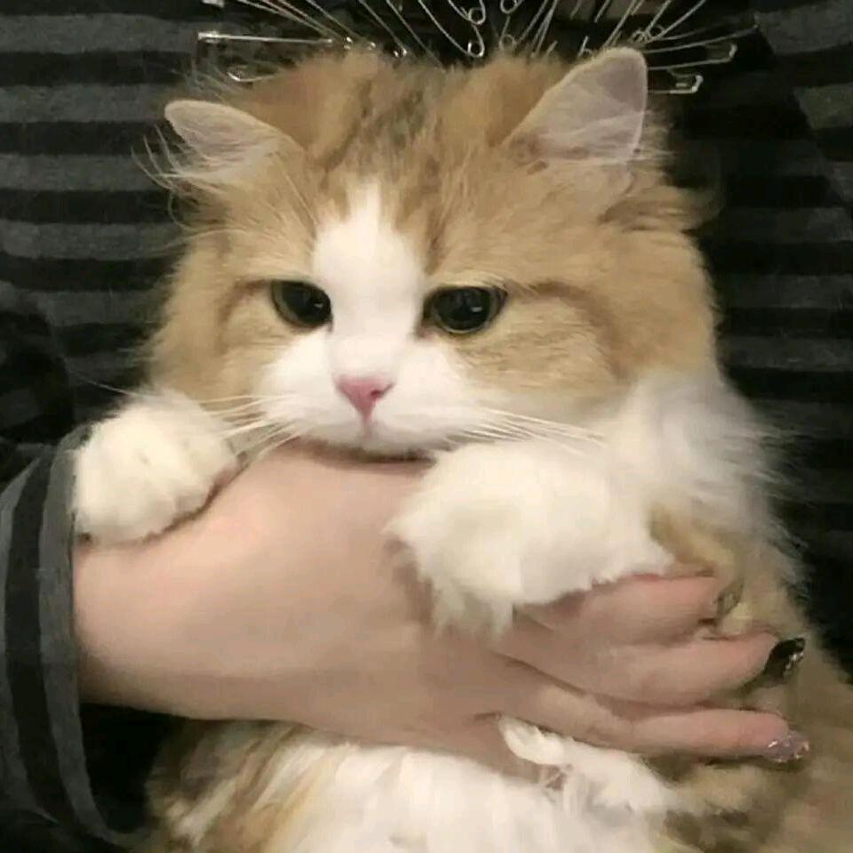 鹤扰.