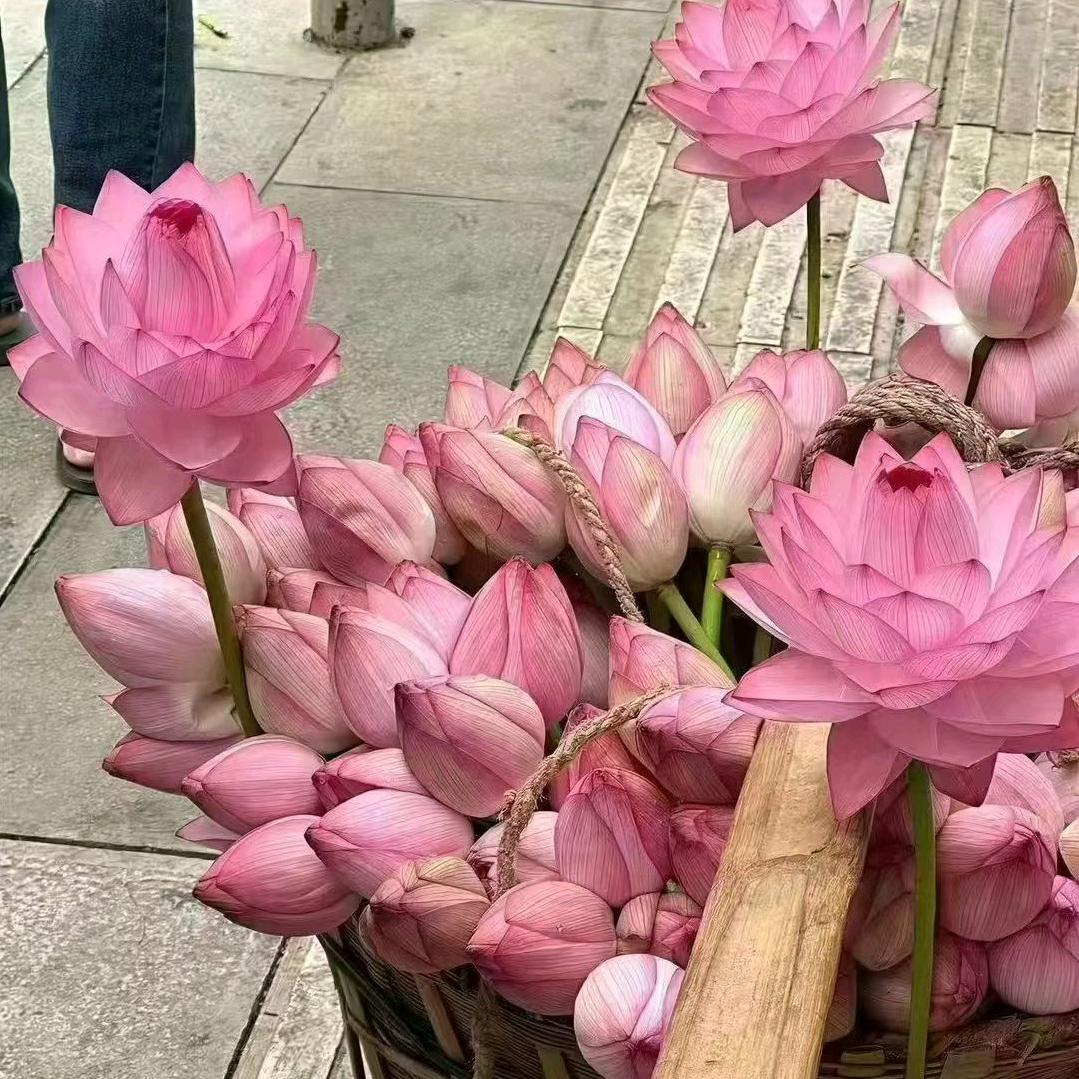 。。。……。。。…………。。。