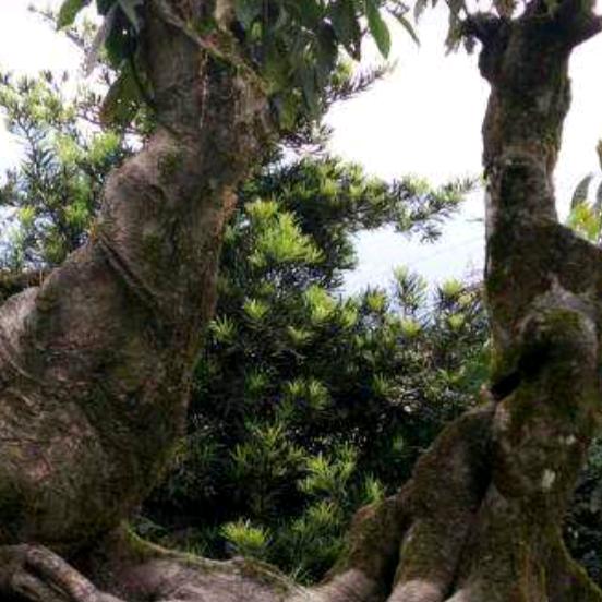 枯木逢春，关关难过，关关过