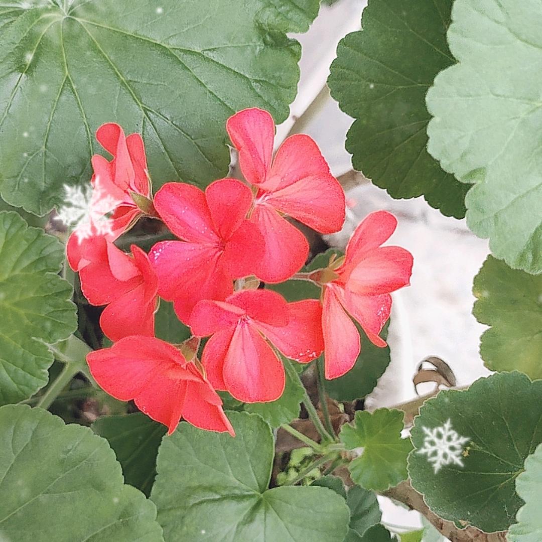 花红叶绿