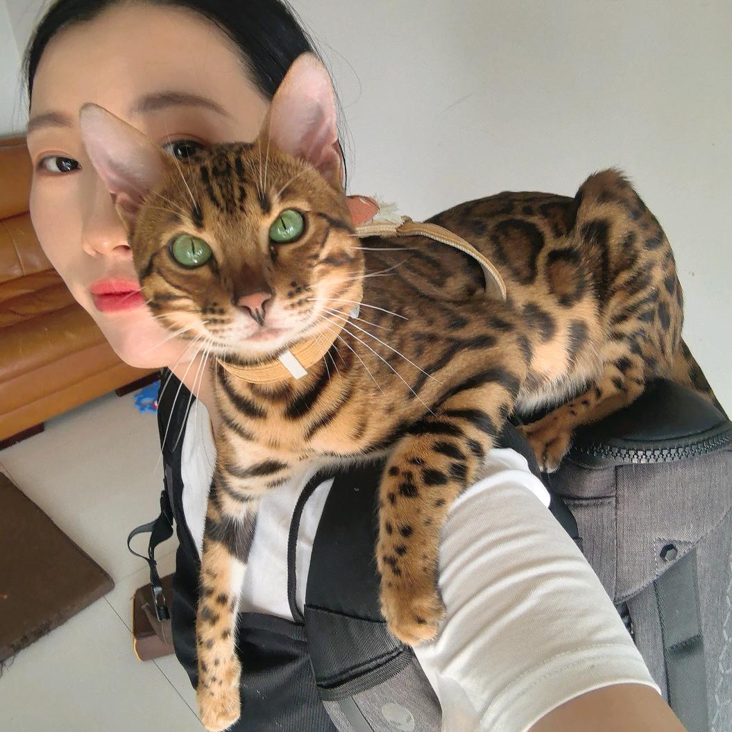 王铁柱的小姨(豹猫千元起)