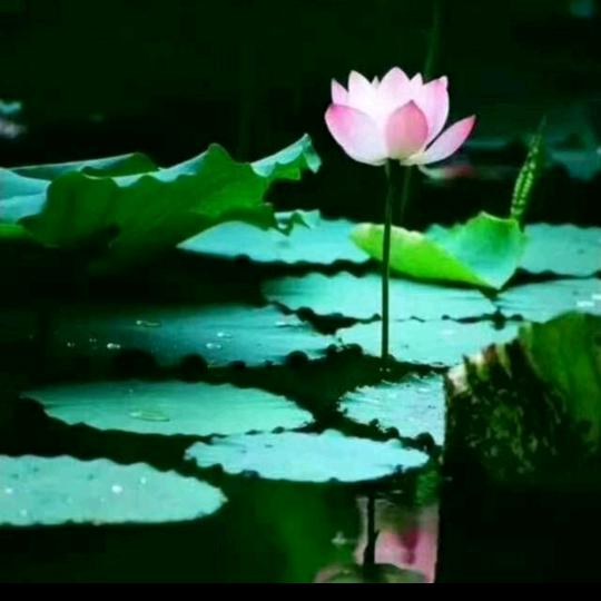 随遇而安（拒私聊）