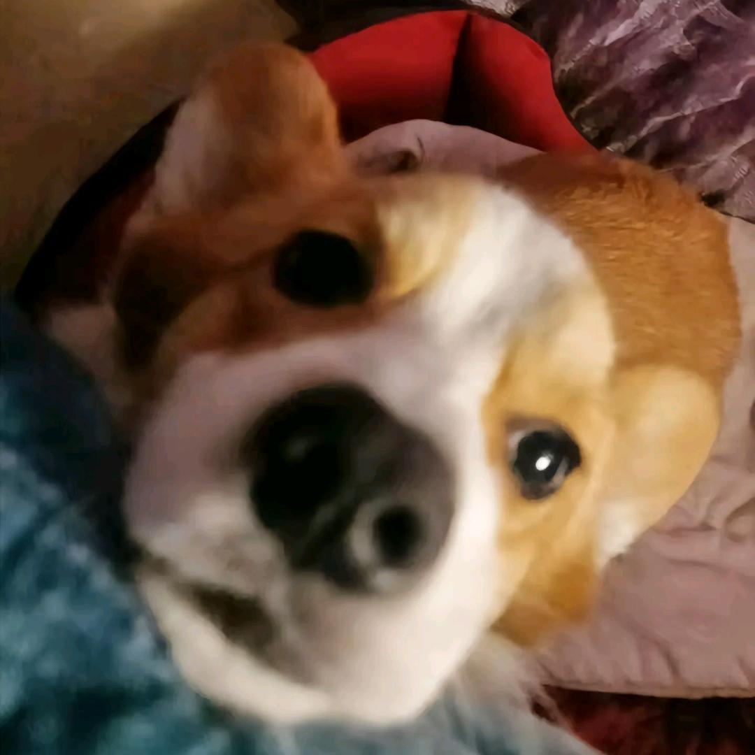 小hy