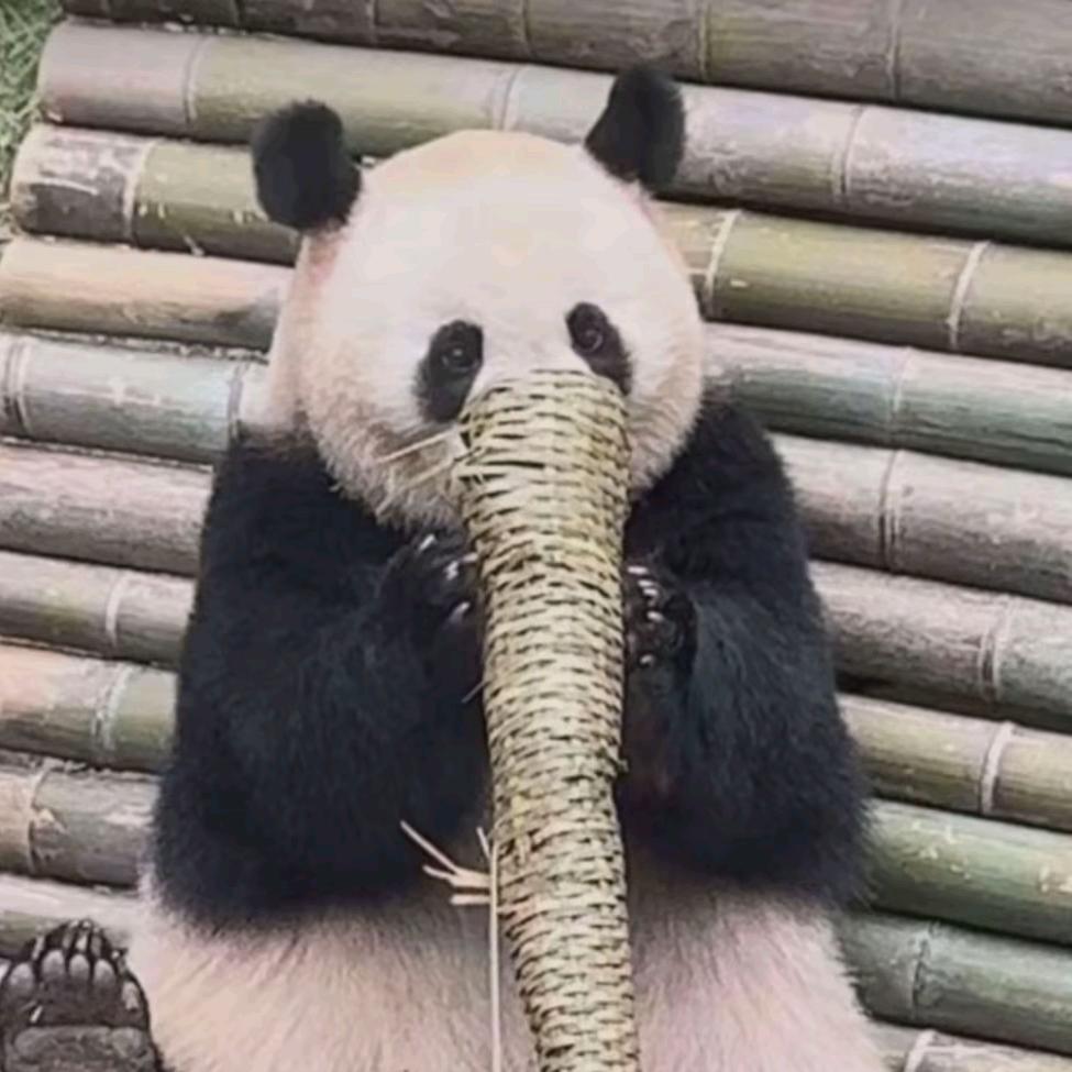 是安生啊