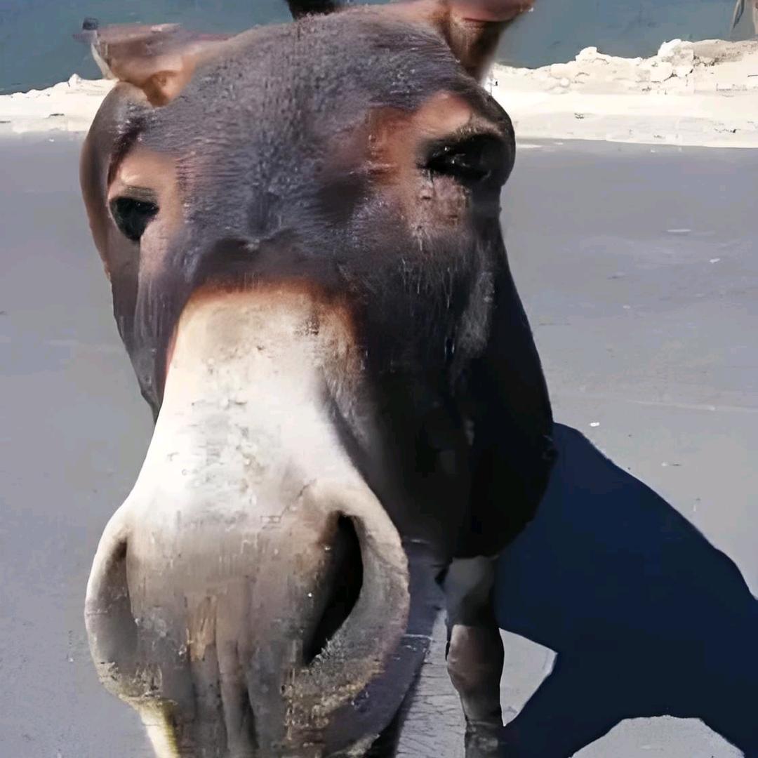 老驴探案
