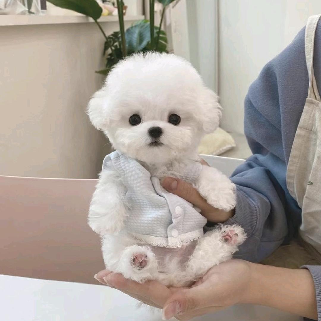 刘店长家的猫和狗