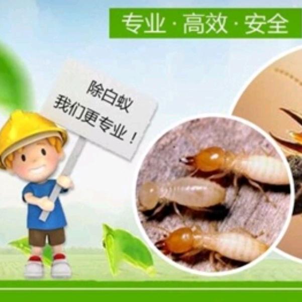 汕头白蚁防治