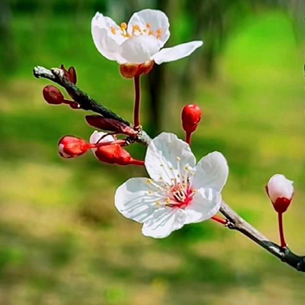 落一地梨花