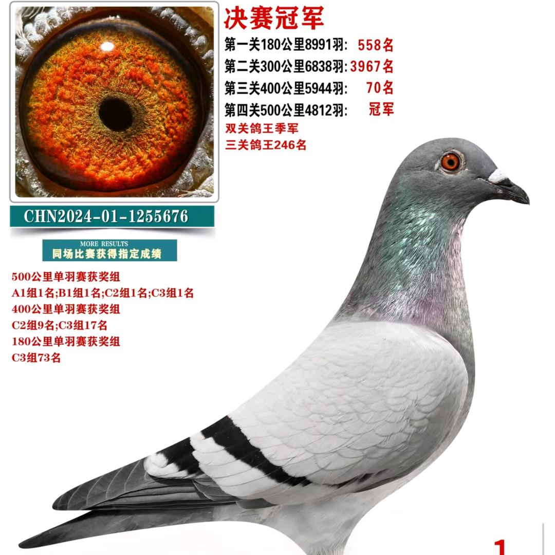 霍达鸽业