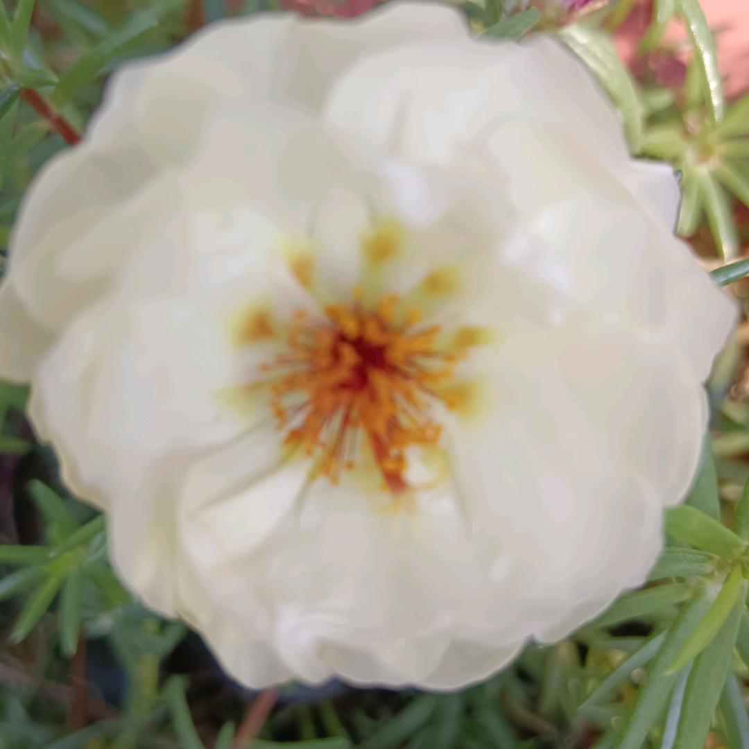陌上花开