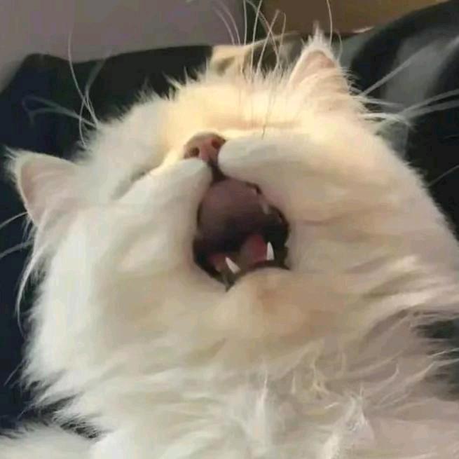 懒
