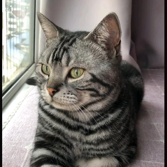 蓝猫猫🐱