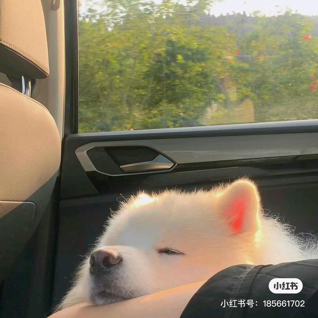 ooo睡了
