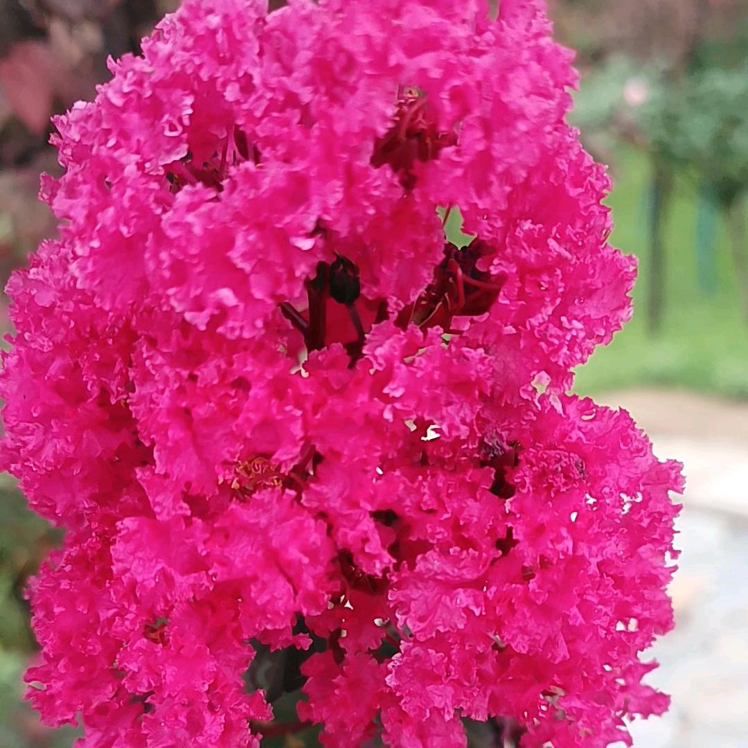 ☘️☘️随缘🌺🌺