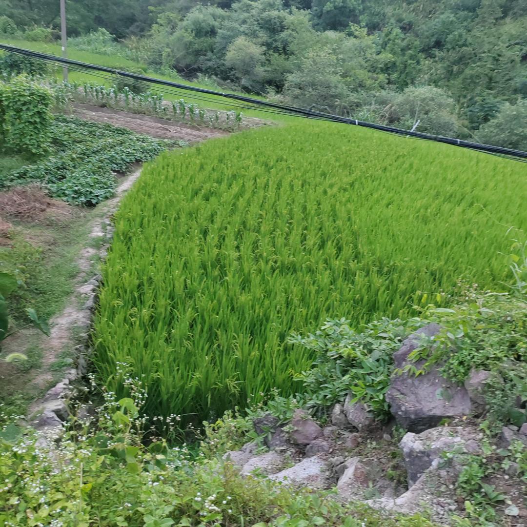 绿水青山