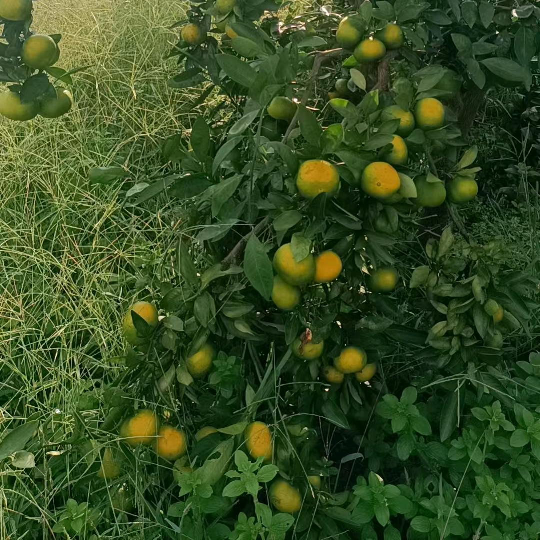 小盼盼