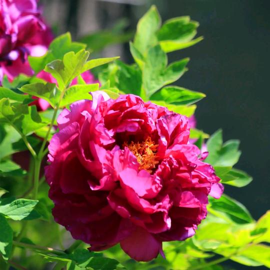 花开富贵🌹🌹🌹