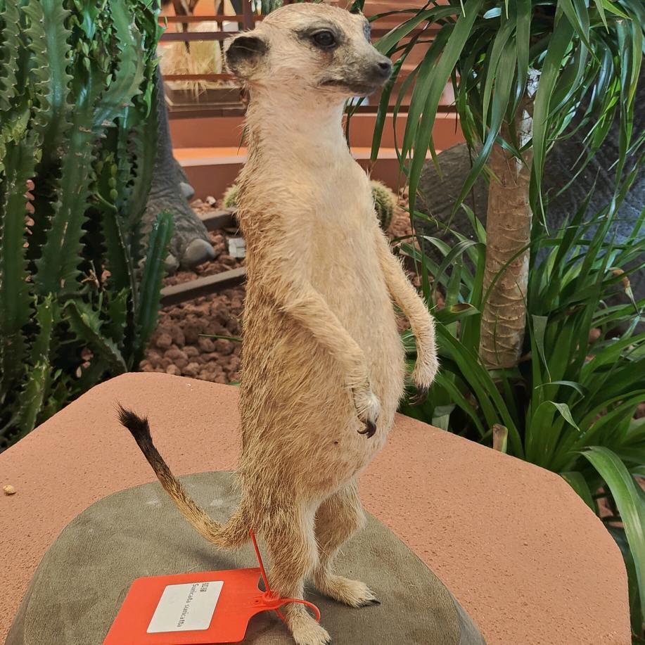 A🌈肥肥哒橘子🍊