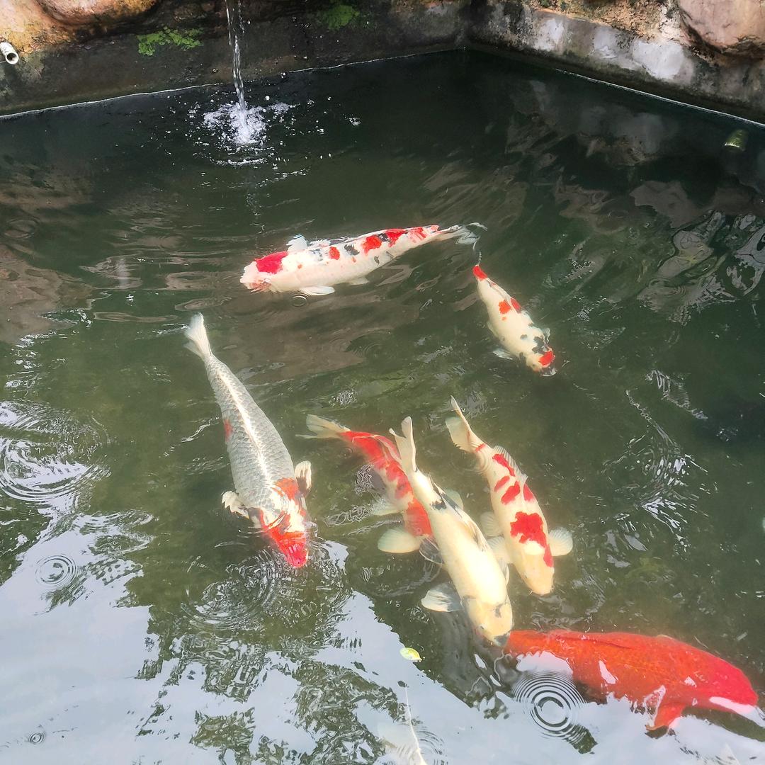 心语书愿