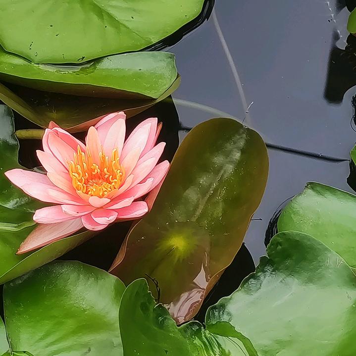 流浪的猫